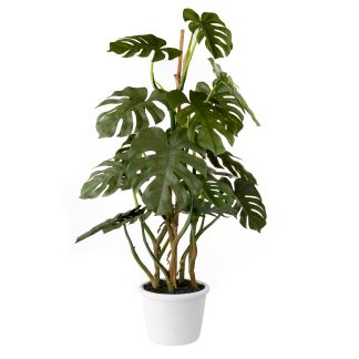Plant Monstera Deliciosa