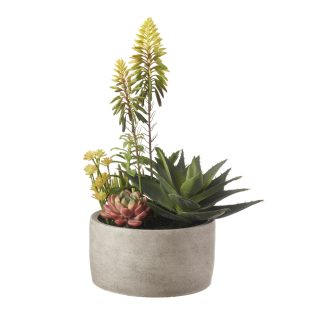 Mixed Plants in a grey pot large