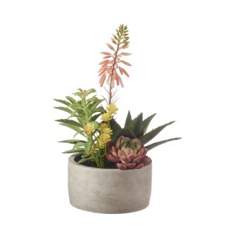 Mixed Plants in grey pot