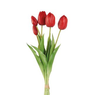 Tulips red