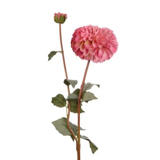 Dahlia pink