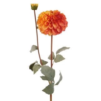 Dahlia orange