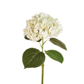 Hortensia white
