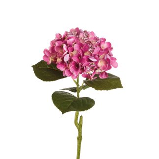 Hortensia fushia pink