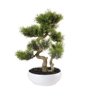Bonsai cedar tree